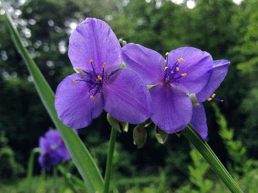 Tradescantia ohiensis